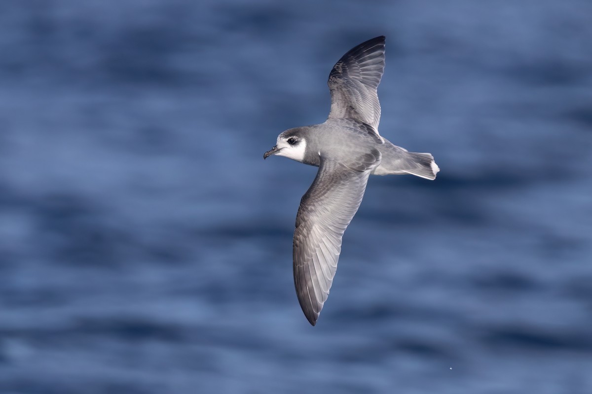 Blue Petrel - ML638976326