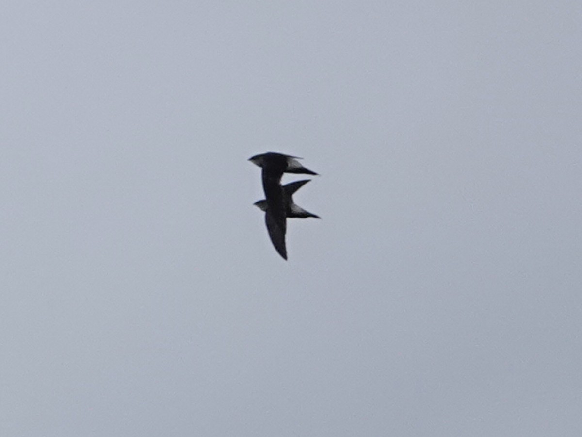 Gray-rumped Swift - ML638976337