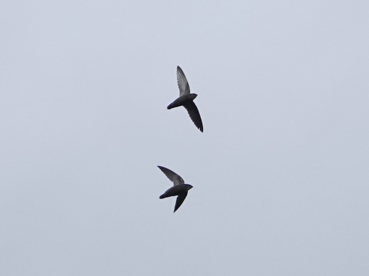 Gray-rumped Swift - ML638976338
