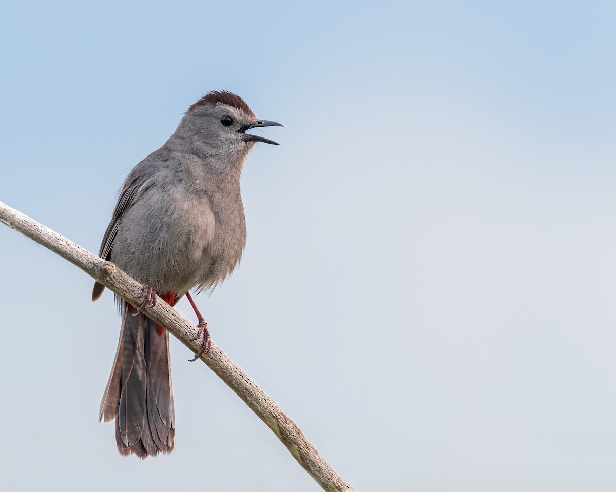 Gray Catbird - ML638976353