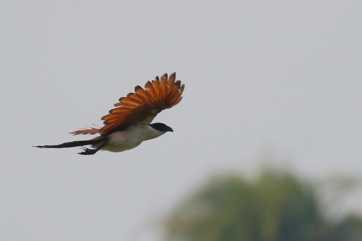 Coppery-tailed Coucal - ML638976354