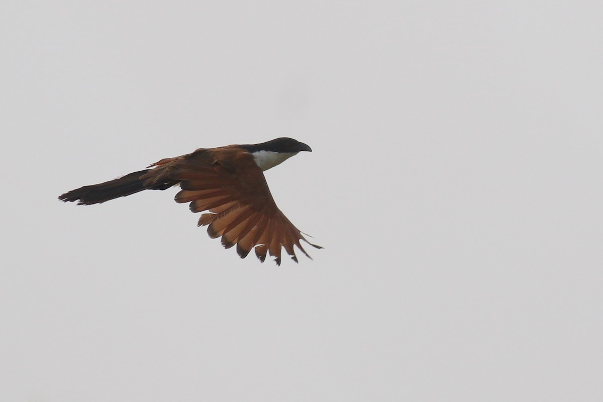Coppery-tailed Coucal - ML638976356