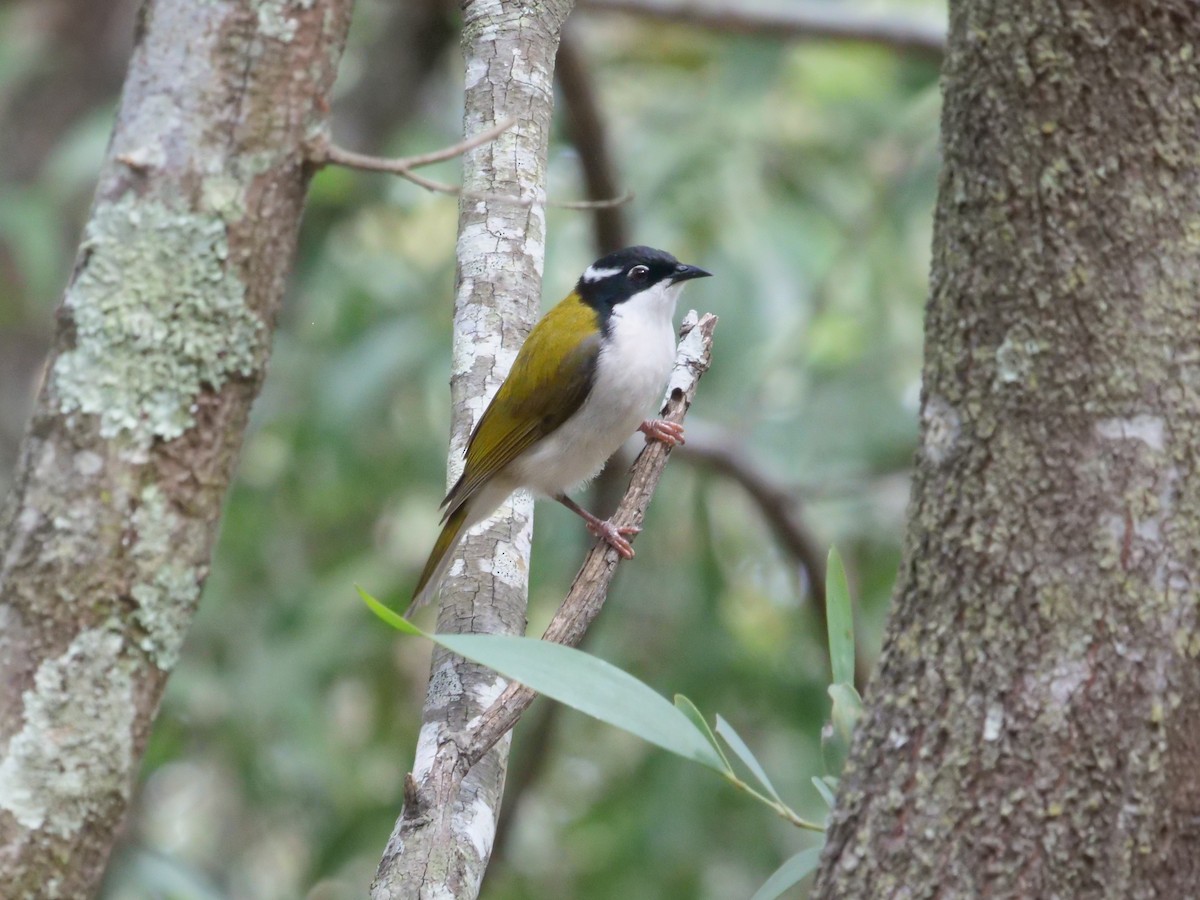 White-throated Honeyeater - ML638976384