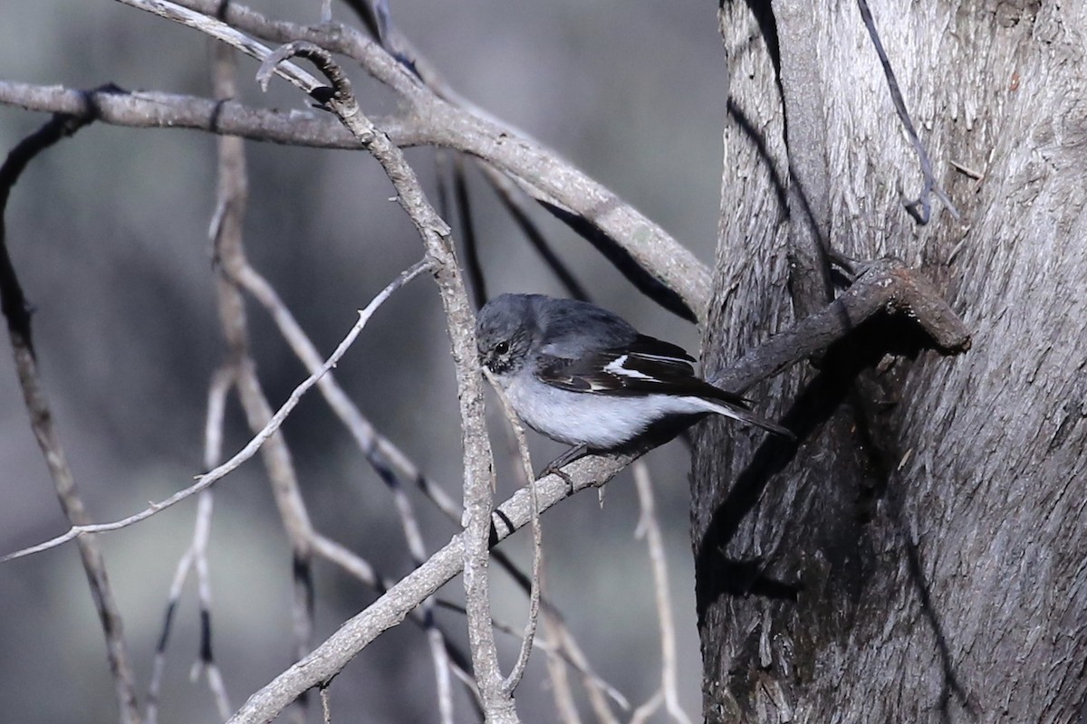 Hooded Robin - ML638976408