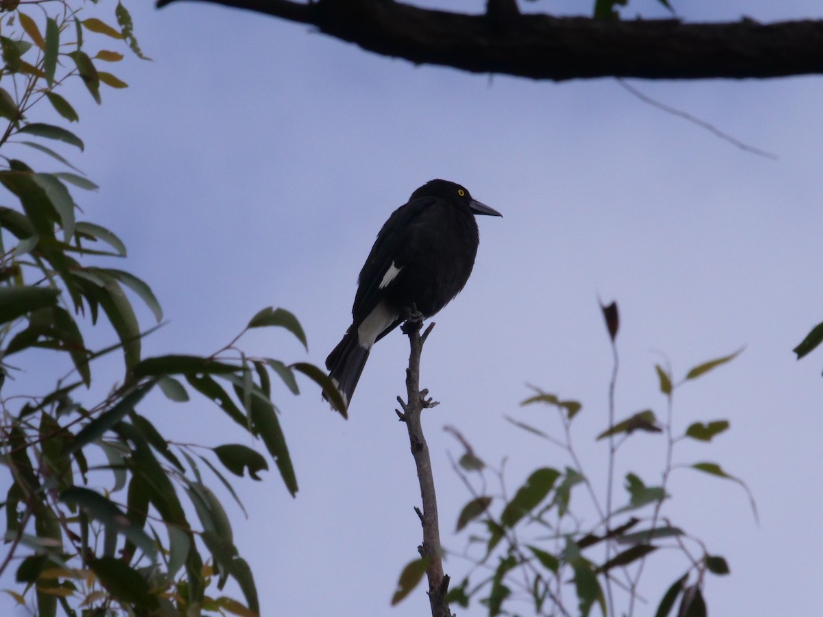 Pied Currawong - ML638976409