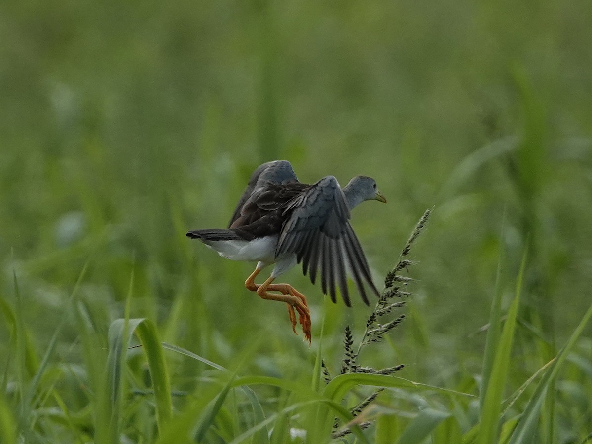 Azure Gallinule - ML638976449
