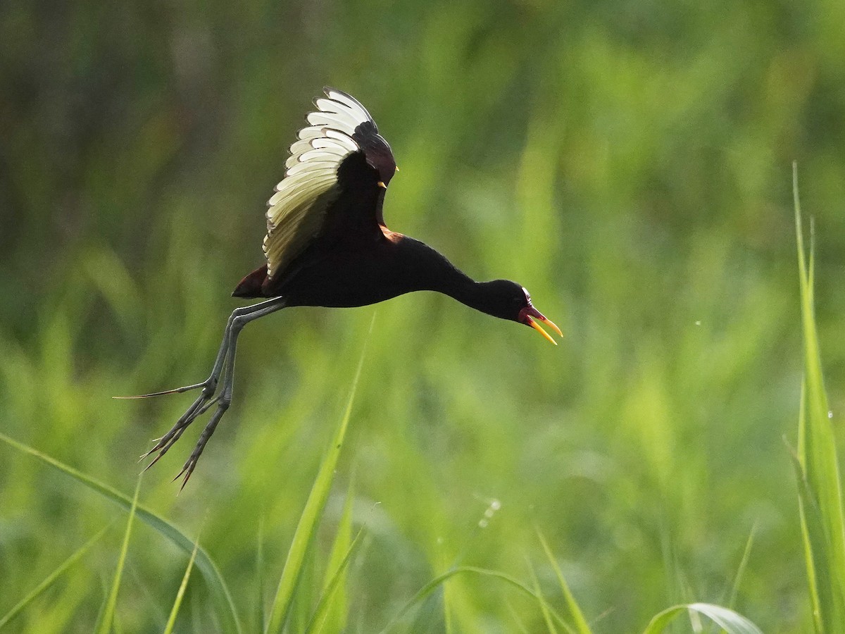 Wattled Jacana - ML638976456
