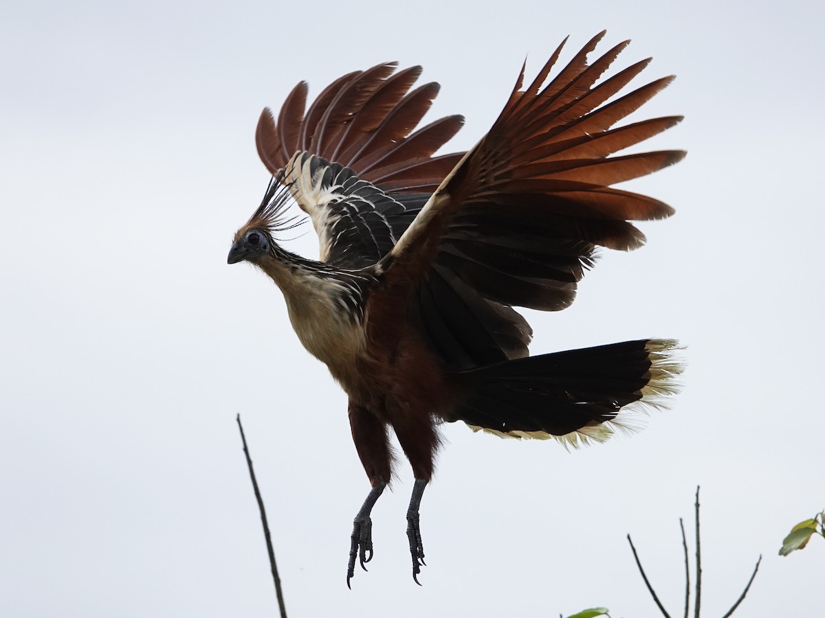 Hoatzin - ML638976464