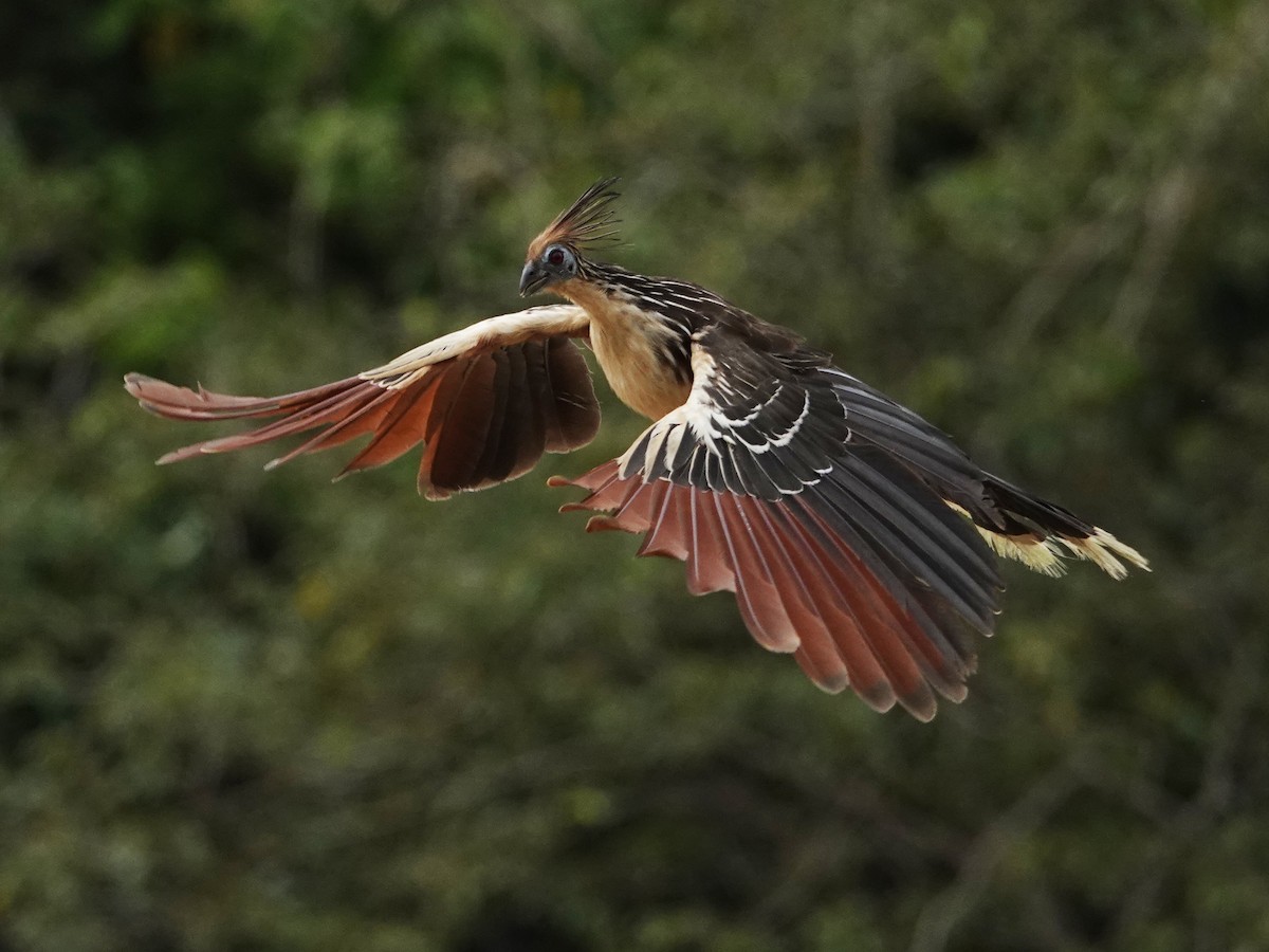 Hoatzin - ML638976465