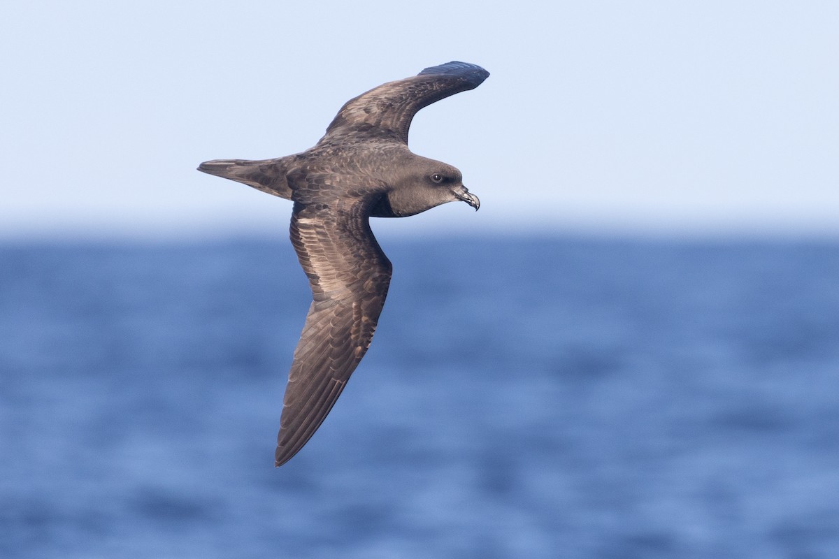 Great-winged Petrel - ML638976480