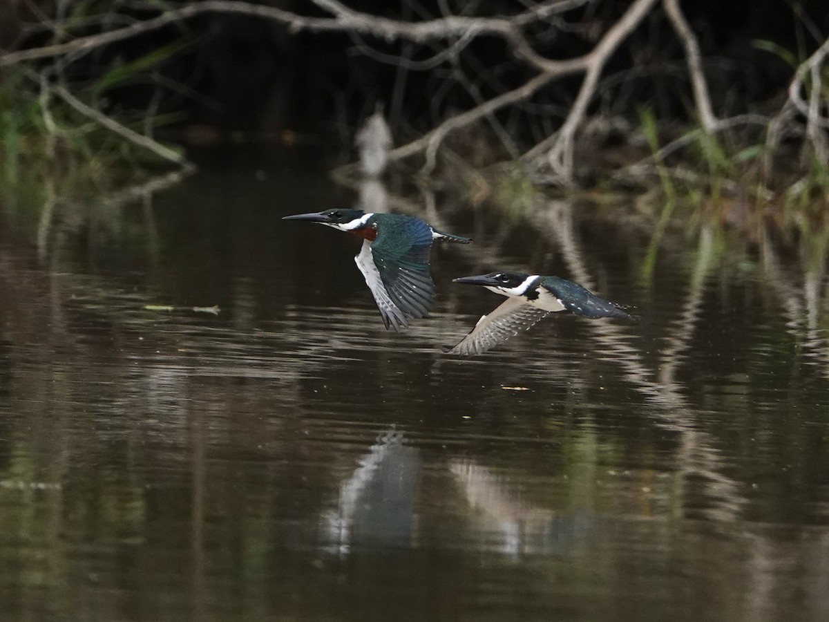 Amazon Kingfisher - ML638976495