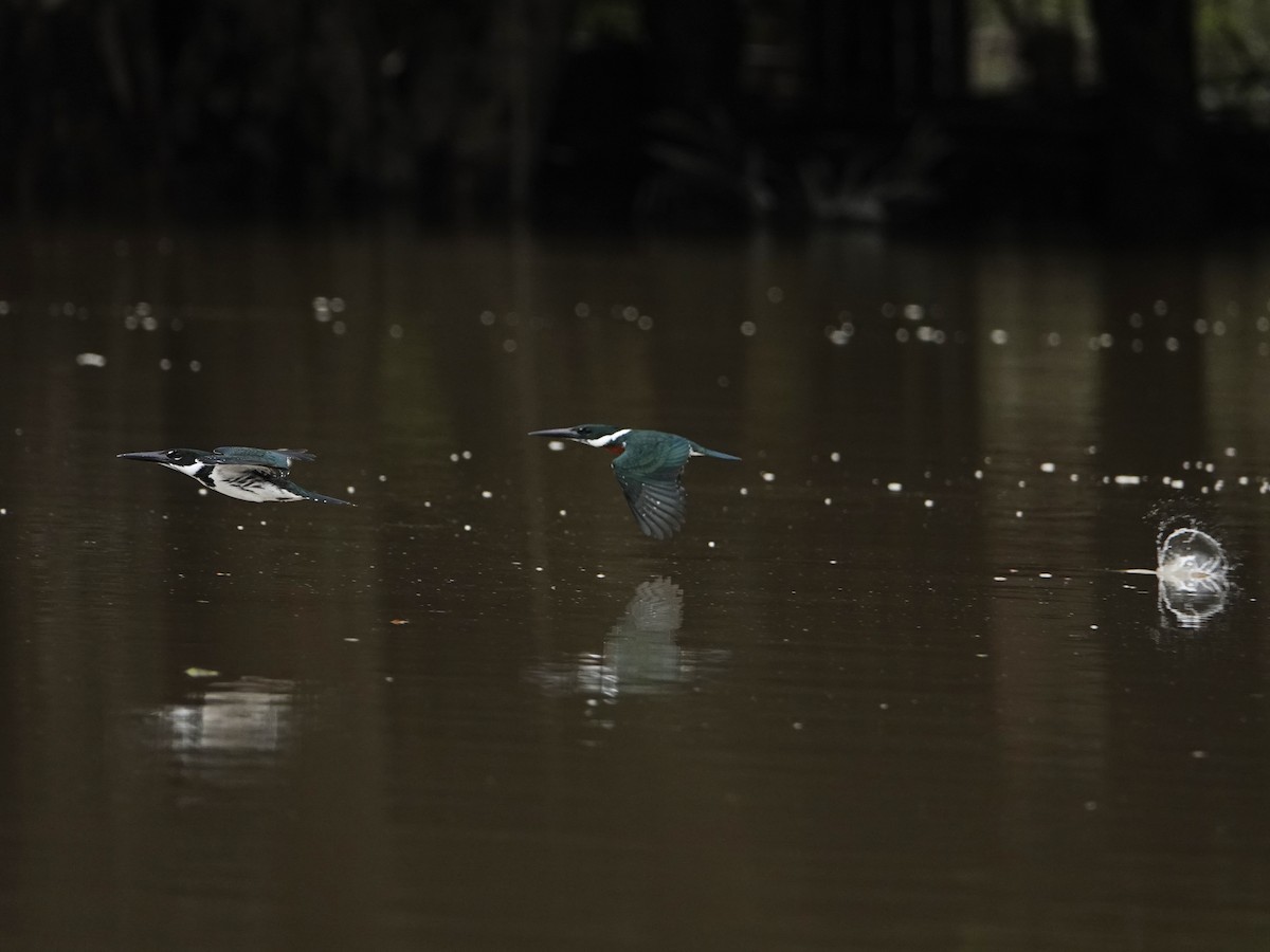 Amazon Kingfisher - ML638976496