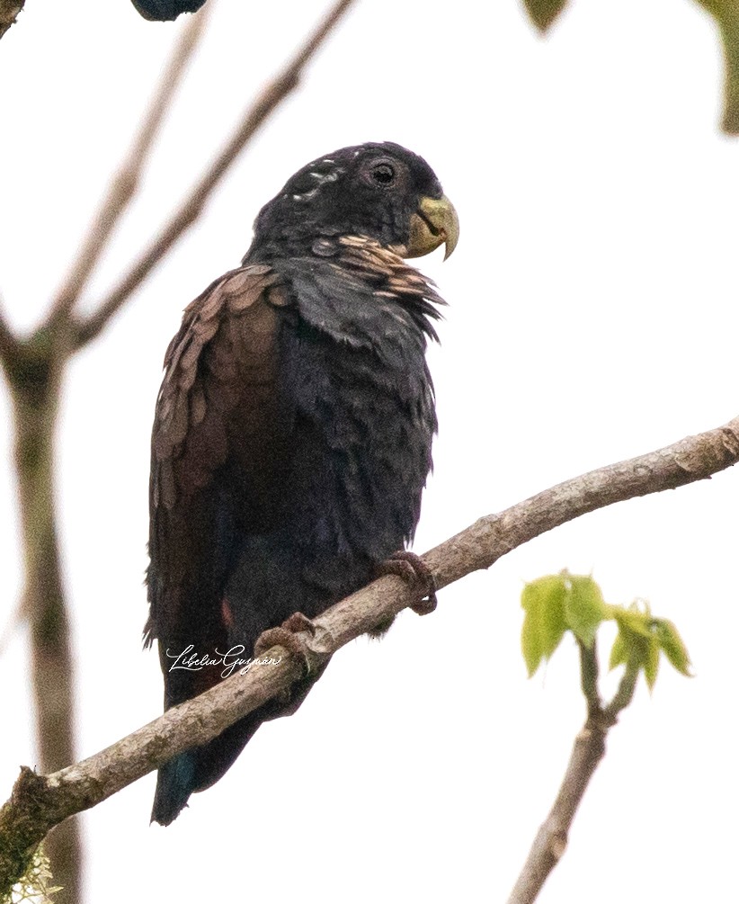 Bronze-winged Parrot - ML638976499
