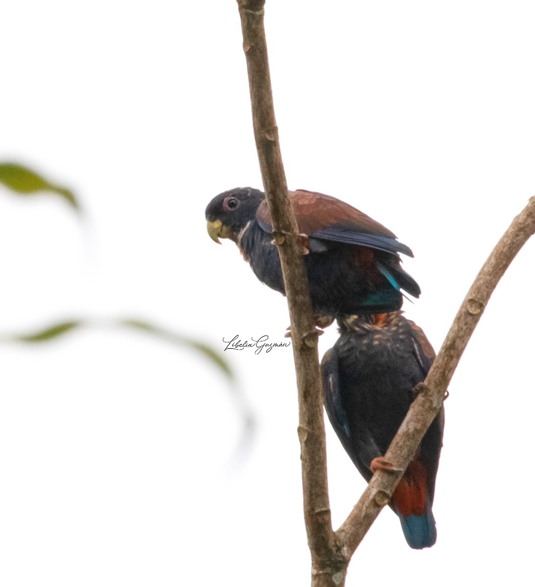 Bronze-winged Parrot - ML638976512
