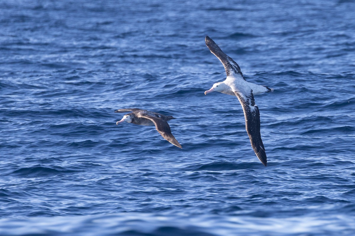 Antipodean Albatross (Gibson's) - ML638976526