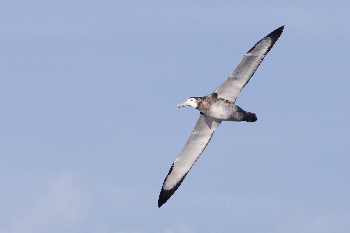Antipodean Albatross (Gibson's) - ML638976530