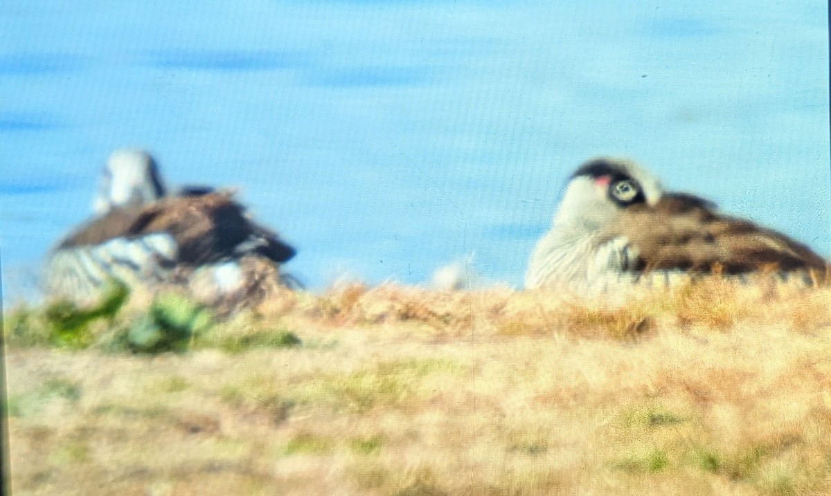 Pink-eared Duck - ML638976533