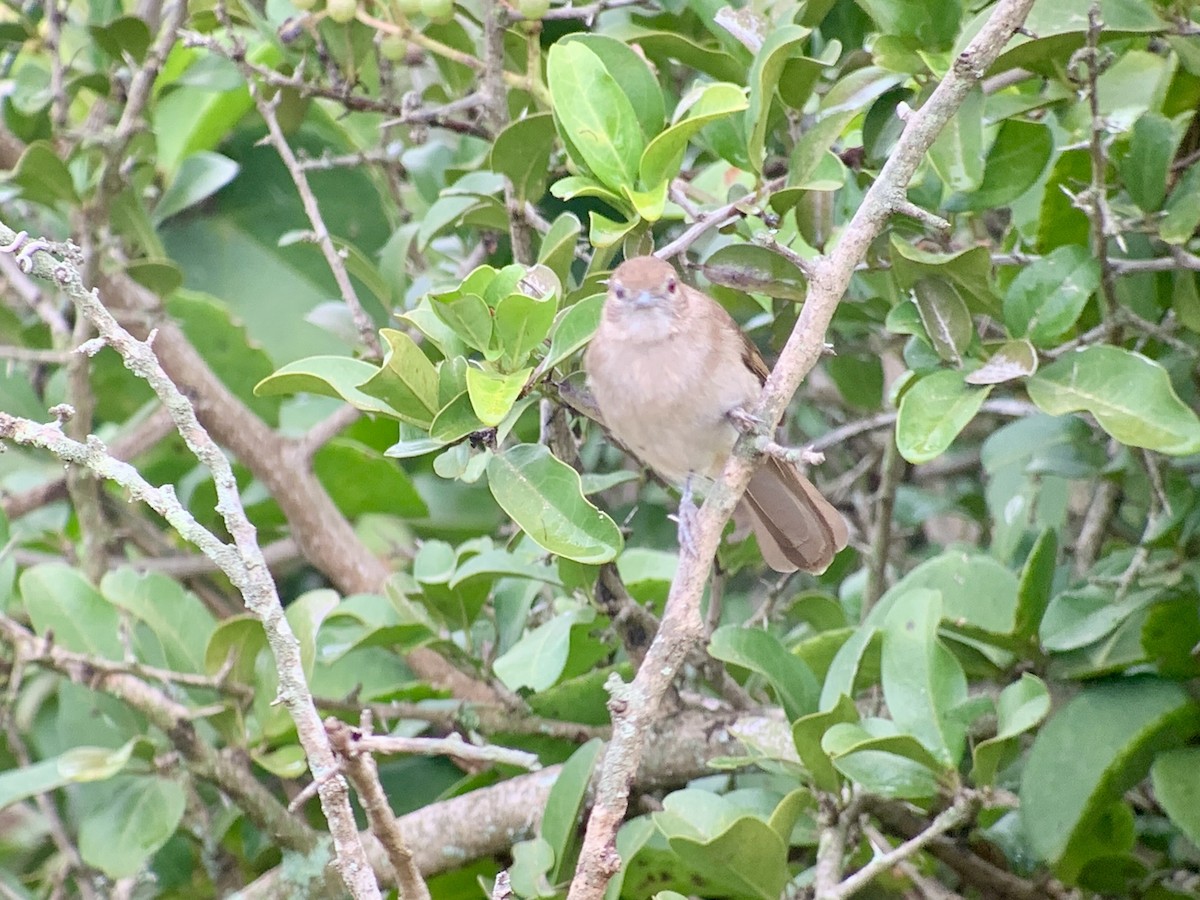 Northern Brownbul - ML638976560