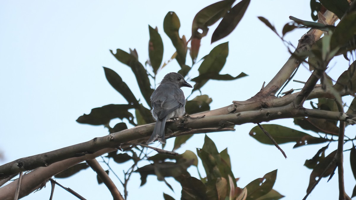 Ashy Drongo (Bornean) - ML638976566