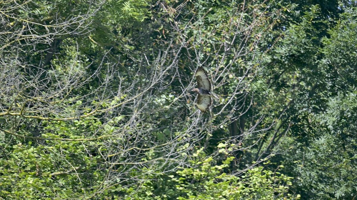 Poiana - ML638976579