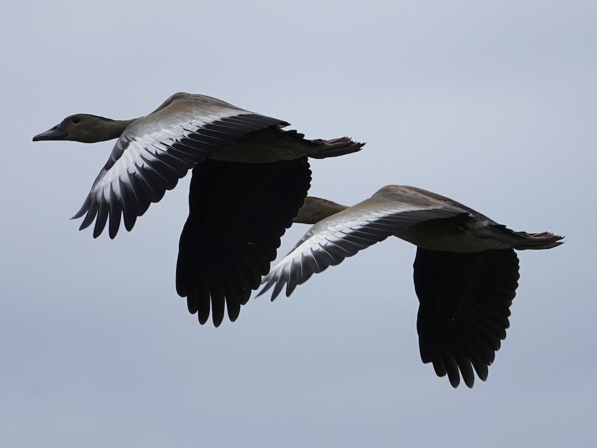 Black-bellied Whistling-Duck - ML638976611