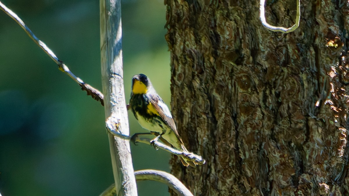 Yellow-rumped Warbler (Audubon's) - ML638976619
