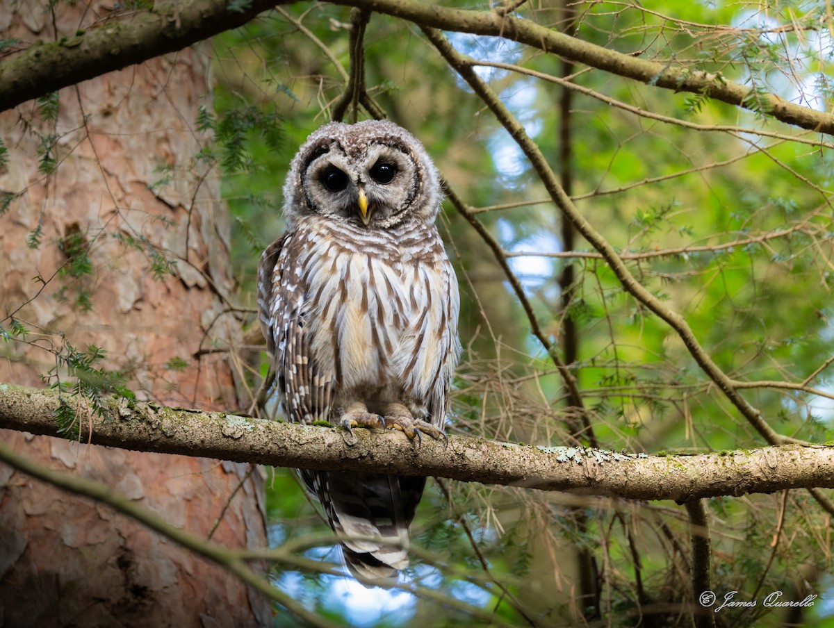 Barred Owl - ML638976620