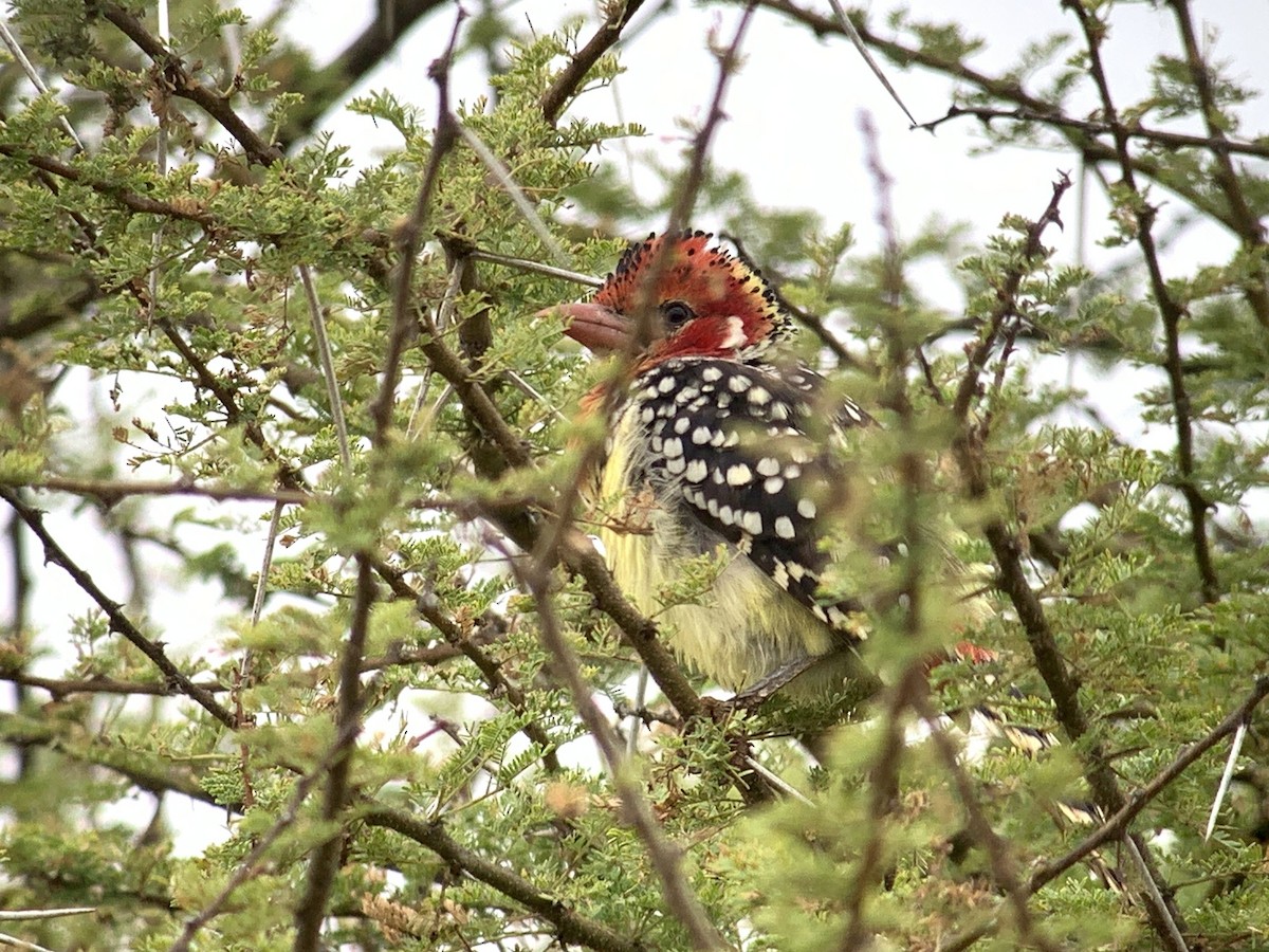 Red-and-yellow Barbet - ML638976621