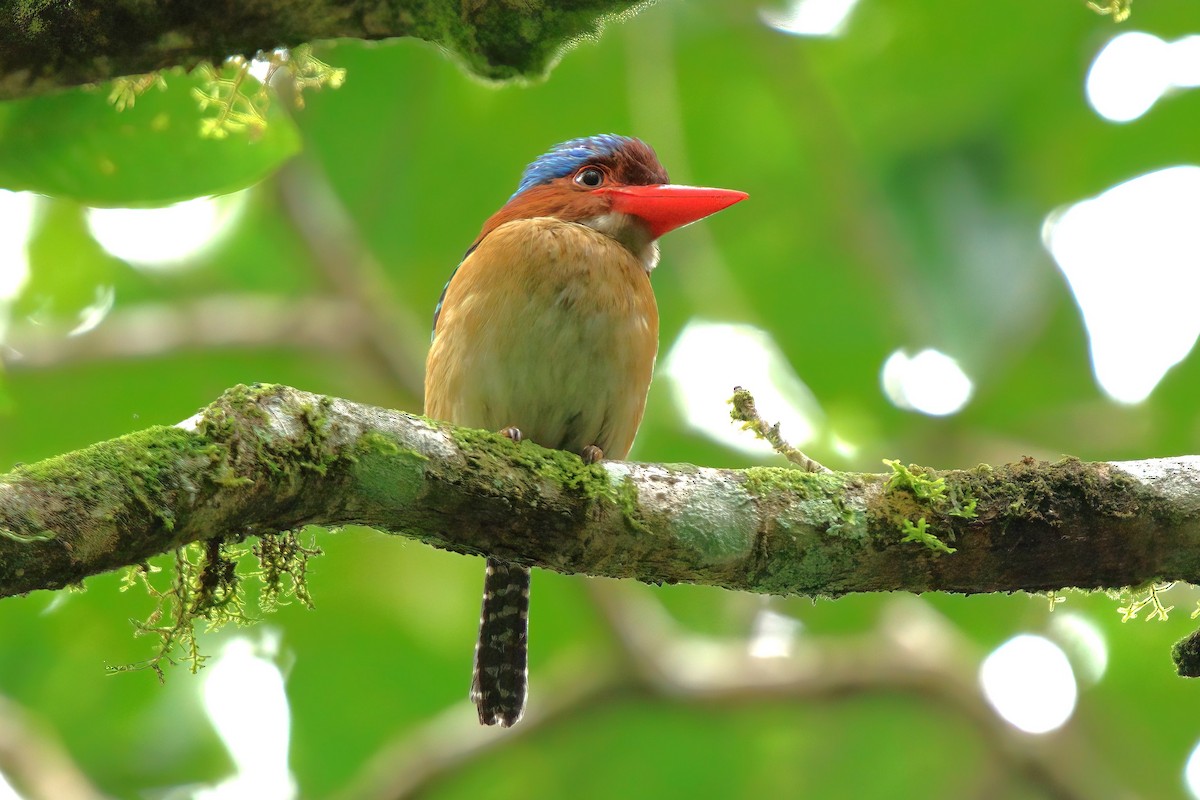 Banded Kingfisher - ML638976623