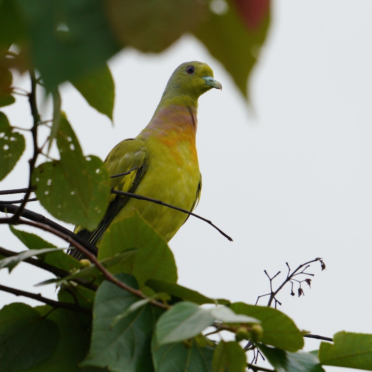 Orange-breasted Green-Pigeon - ML638976636
