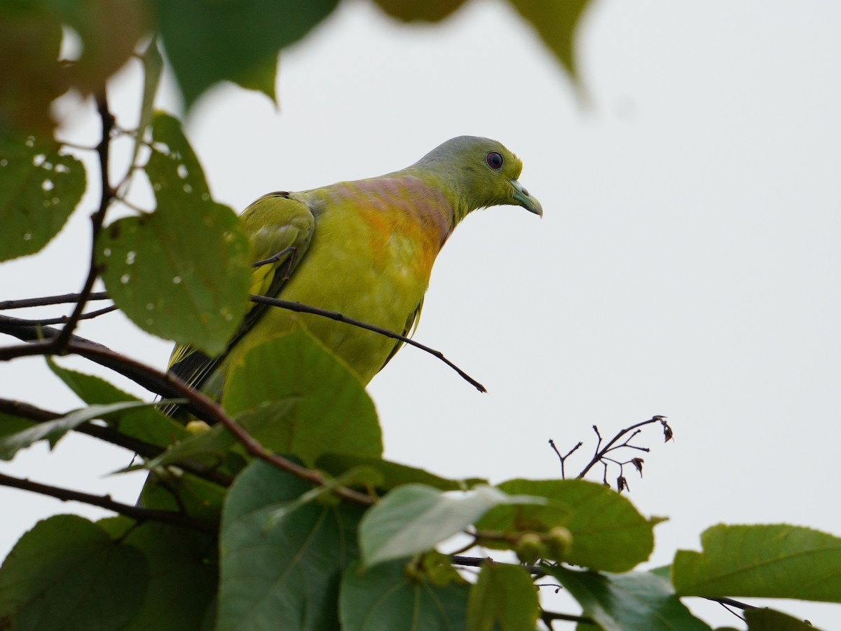 Orange-breasted Green-Pigeon - ML638976637