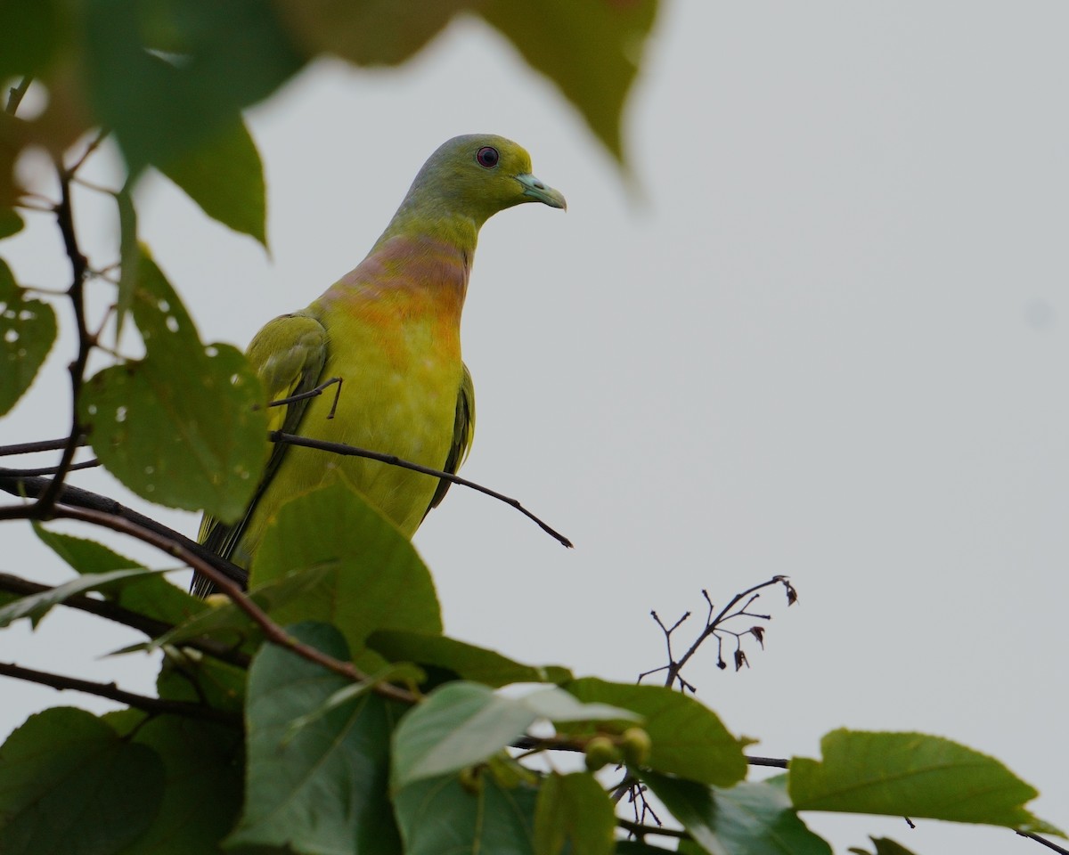 Orange-breasted Green-Pigeon - ML638976638