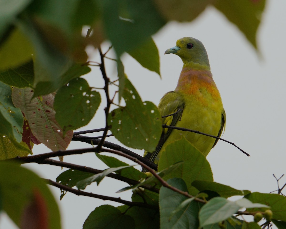 Orange-breasted Green-Pigeon - ML638976639