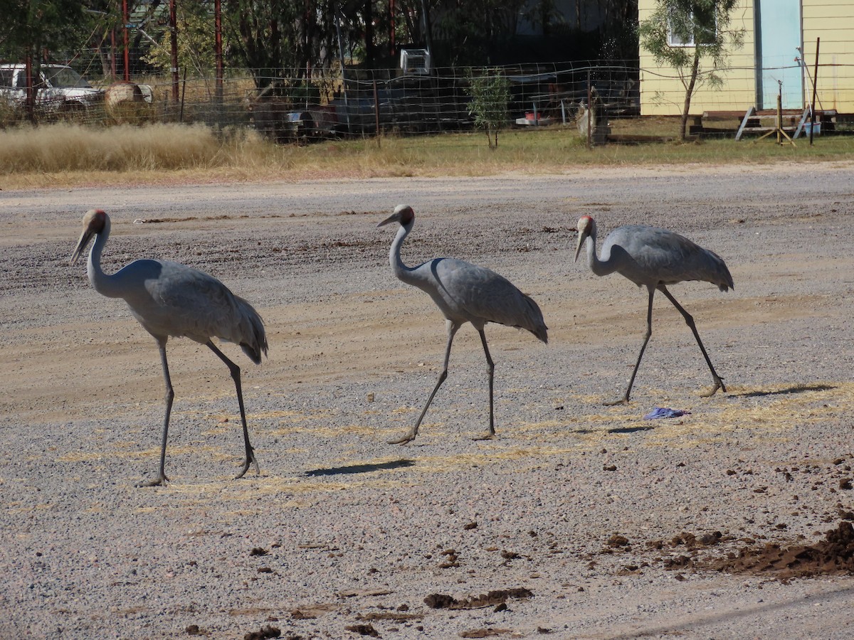 Brolga - ML638976649