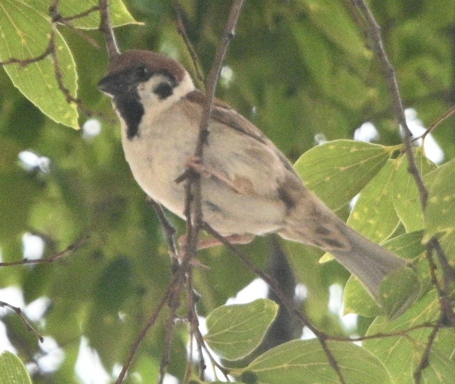 Passera mattugia - ML638976668