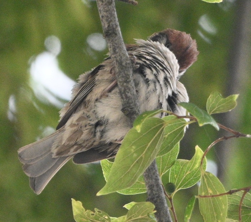 Passera mattugia - ML638976669