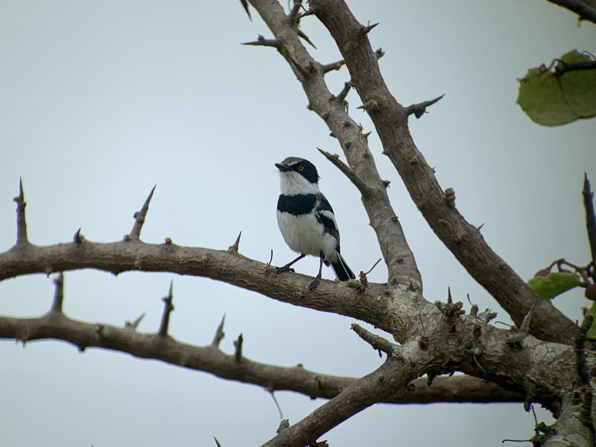 Pygmy Batis - ML638976702