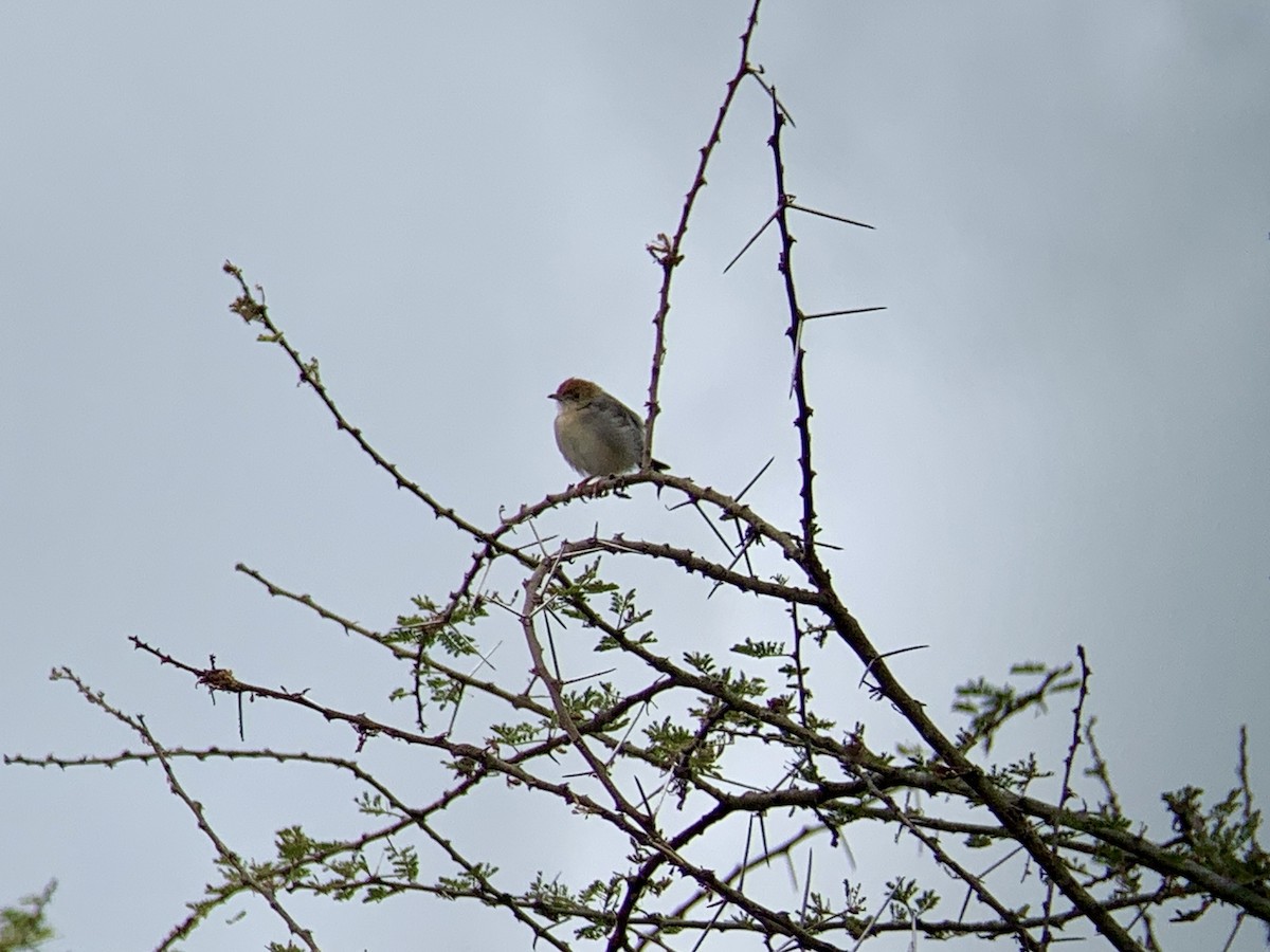 Tiny Cisticola - ML638976716