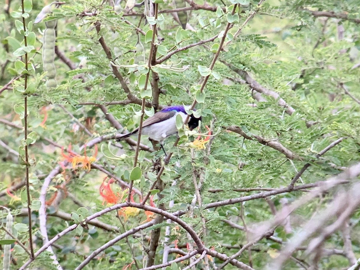 Eastern Violet-backed Sunbird - ML638976722
