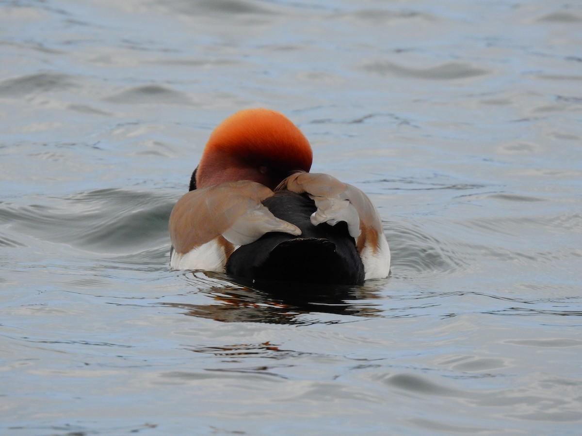 Red-crested Pochard - ML638976754