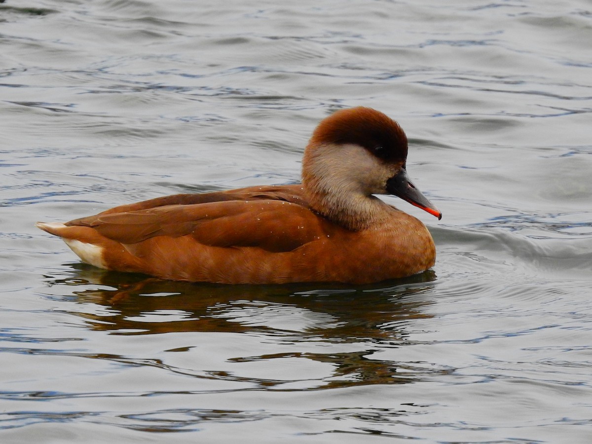 Red-crested Pochard - ML638976780