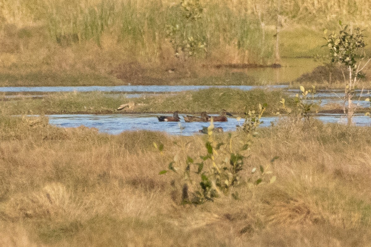 Australasian Shoveler - ML638976836