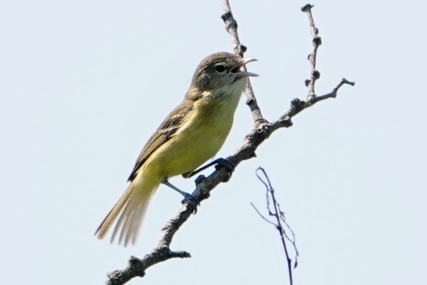 krattvireo - ML638976837