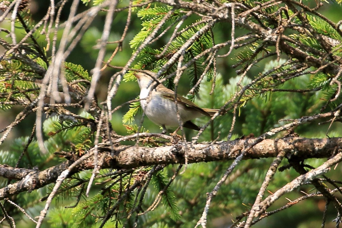 Bonelli Çıvgını - ML638976867