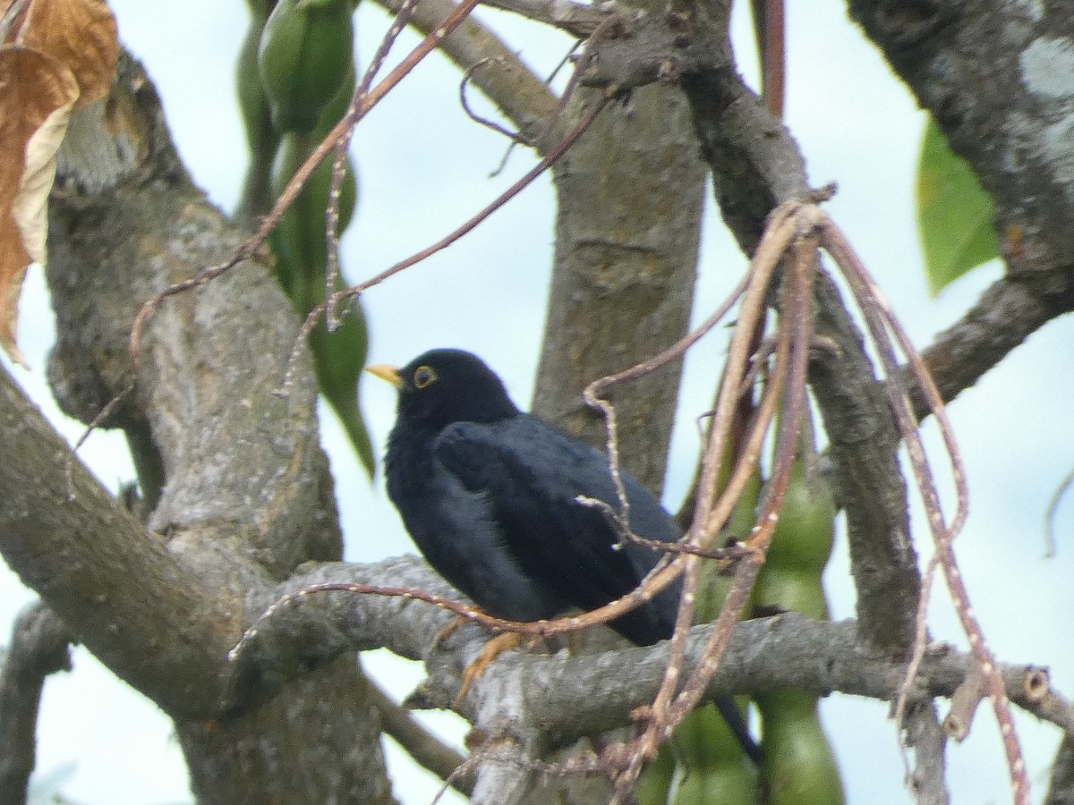 Yellow-legged Thrush - ML638976868