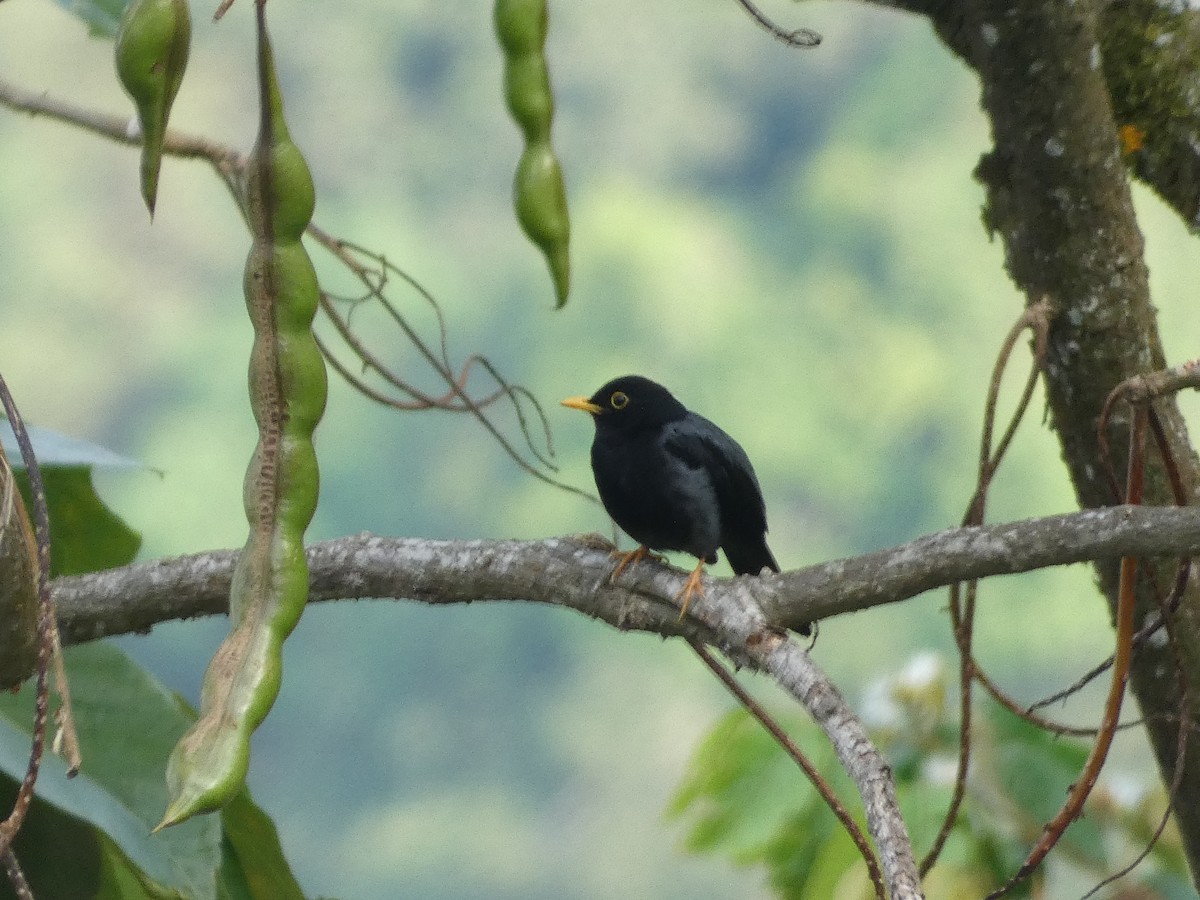 Yellow-legged Thrush - ML638976869