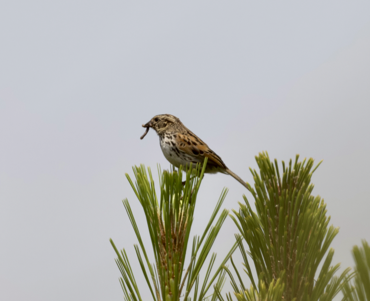 Sierra Madre Sparrow - ML638977000