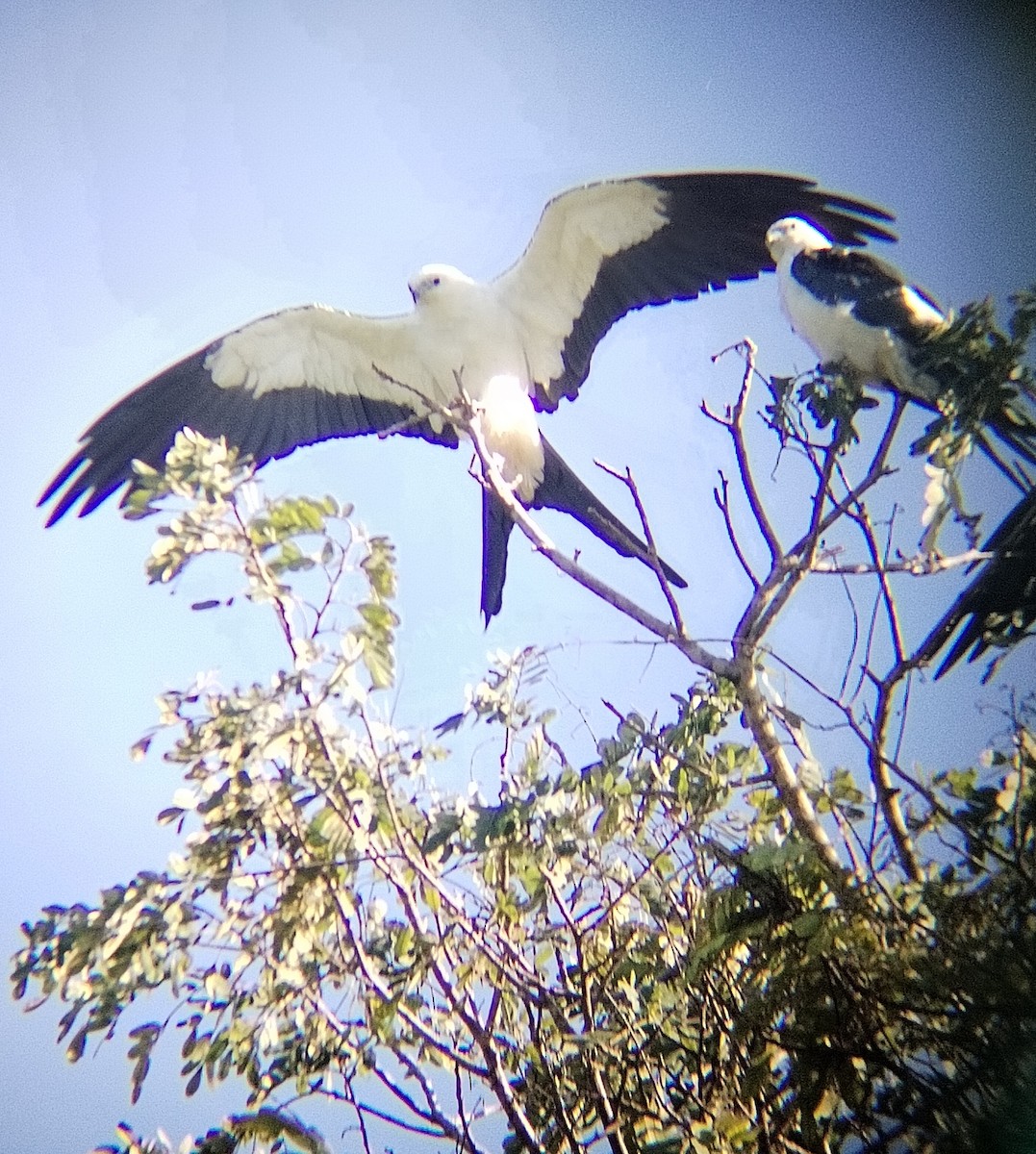 Swallow-tailed Kite - ML638977039