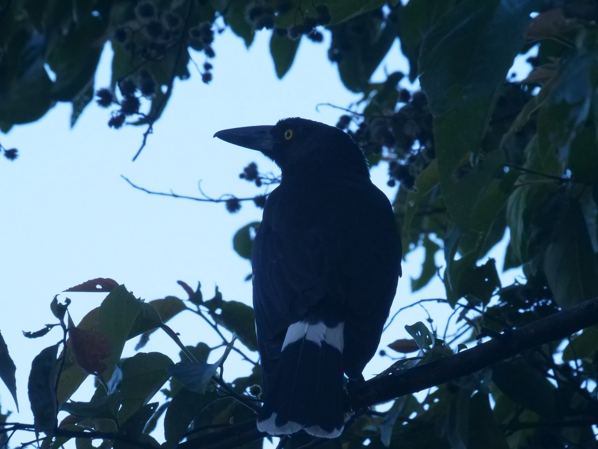 Pied Currawong - ML638977042