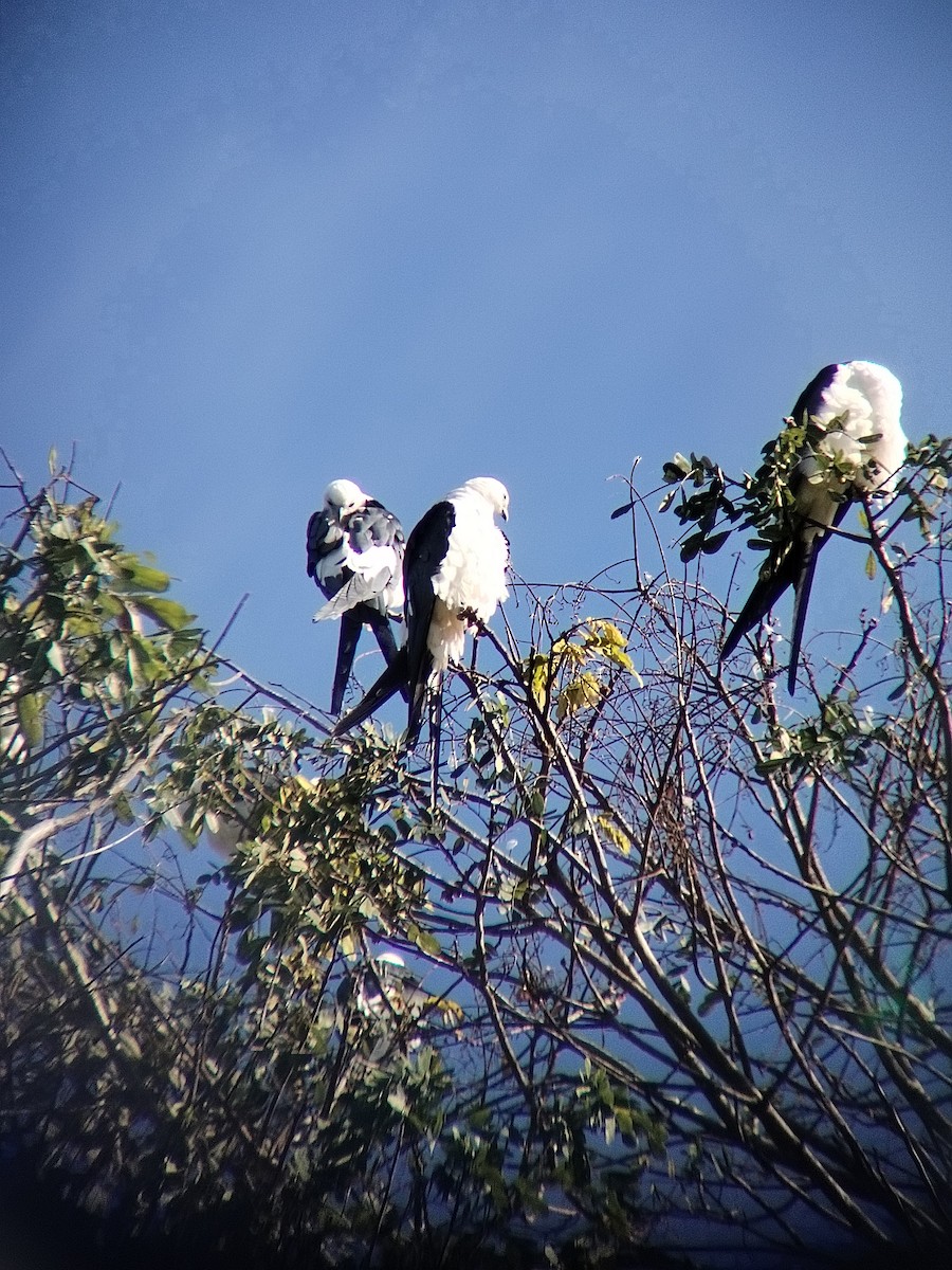 Swallow-tailed Kite - ML638977052